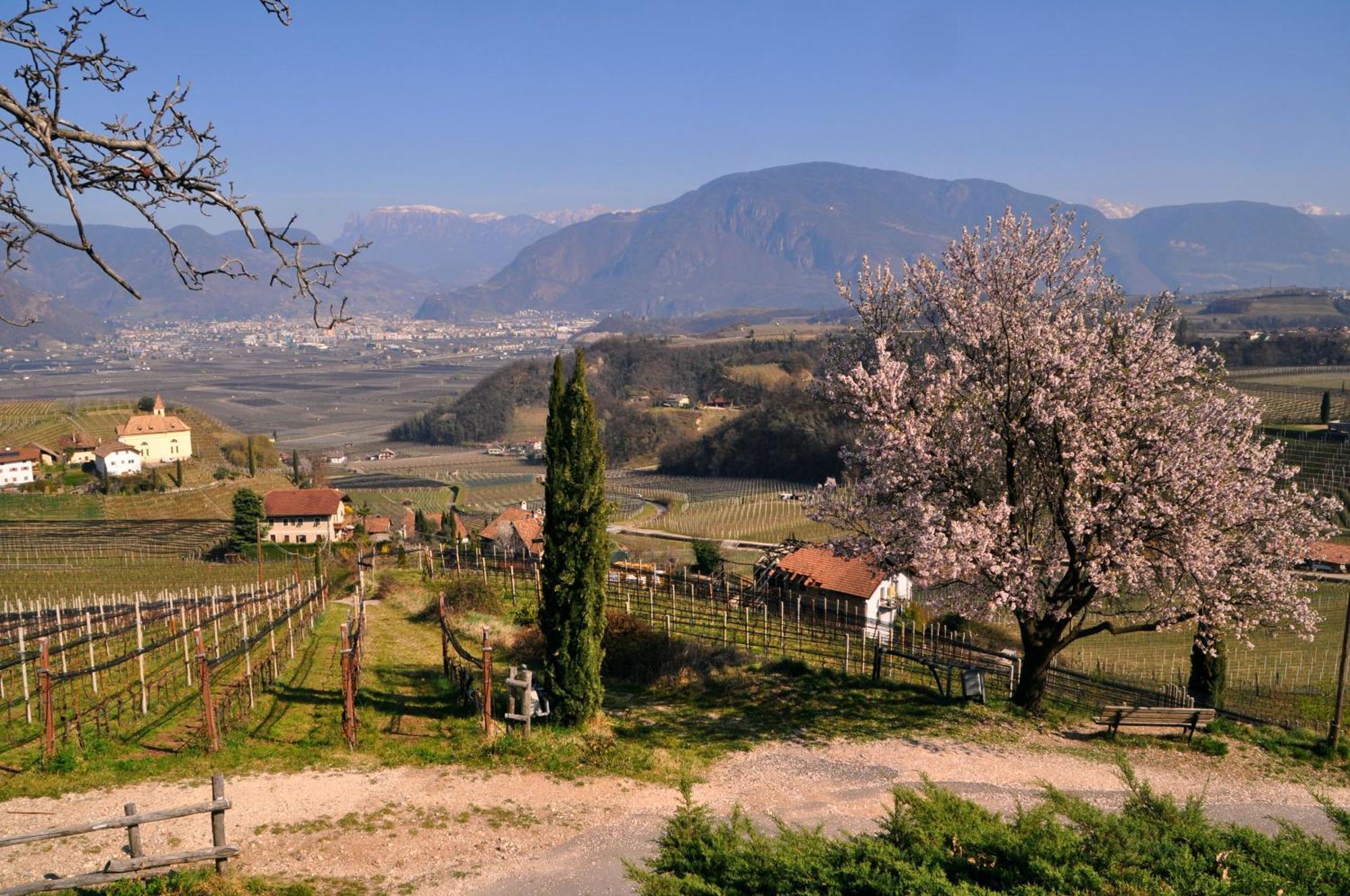 Firmelein Apartment Appiano Sulla Strada Del Vino Bagian luar foto